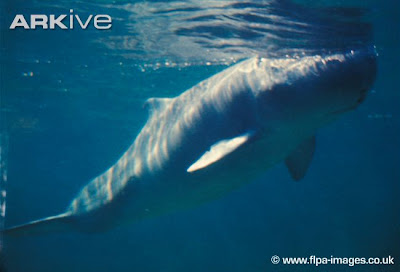 Pygmy sperm Whale