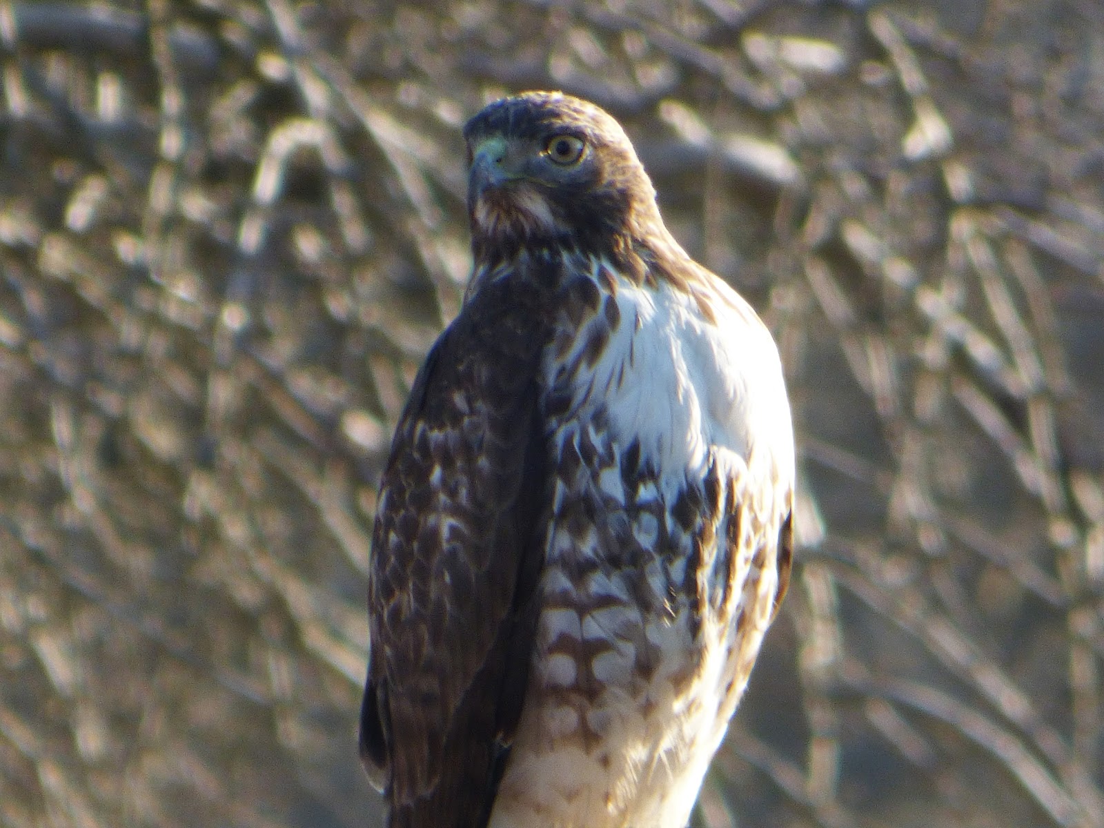 Geotripper's California Birds Juvenile Redtailed Hawk on the