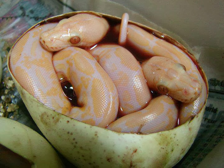 Notícias e curiosidades desse nosso mundo estranho Cobras gêmeas no mesmo ovo Notícias e curiosidades desse nosso mundo estranho Cobras gêmeas no mesmo ovo