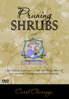 Pruning+DVD