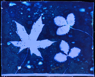 Wet cyanotype_Sue Reno_Image 258