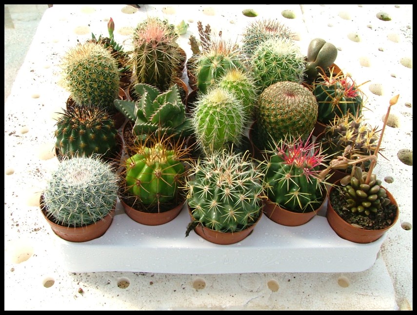 Cactus Decoración Jardín Desértico Agaves Órganos 4 De 60 Cm