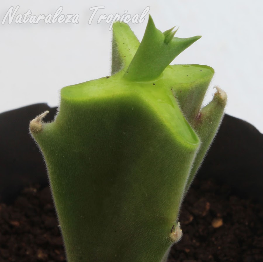 Donde ubicar la plántula o esqueje sobre el portainjerto. Plántula de una especie del género Huernia sobre Stapelia gigantea