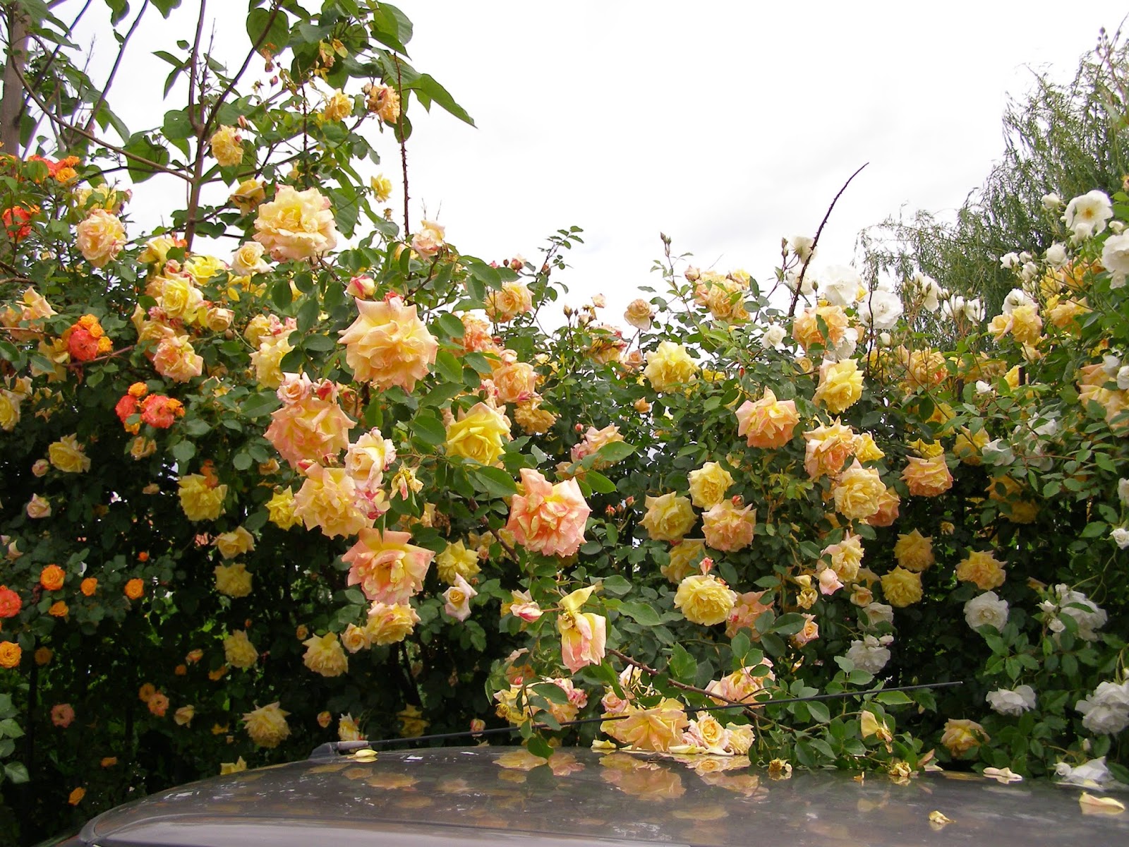 Шарен свят: Рози, много рози. Катерачи.