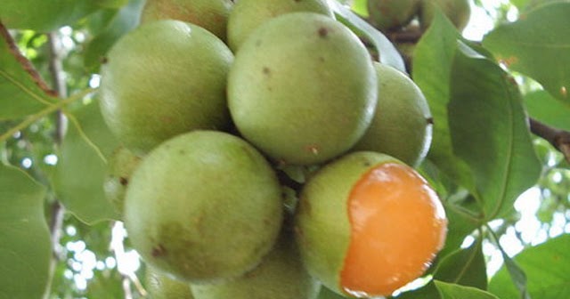 Los frutos de Colombia: Melicoccus bijugatus, mamón, mamoncillo