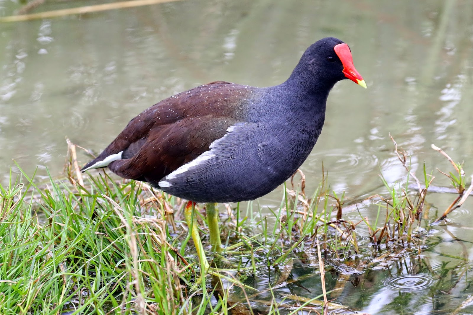 What Are The Blackbirds On South Padre Island What Are The Blackbirds On South Padre Island