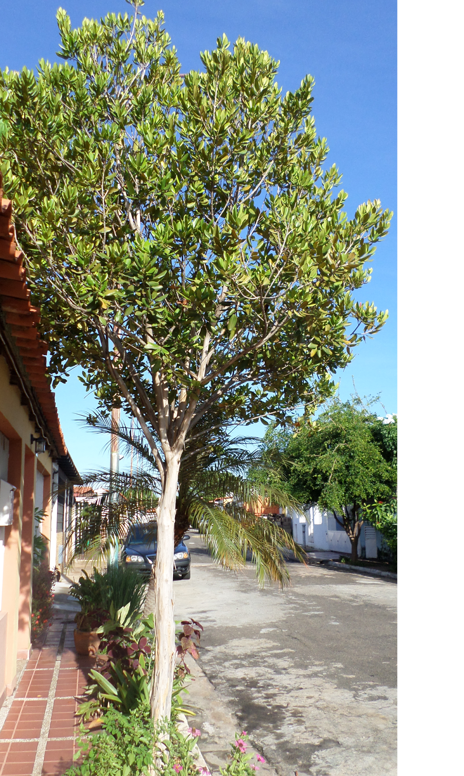 El Fogón Familiar BAY RUM Y PIMIENTA DE JAMAICA