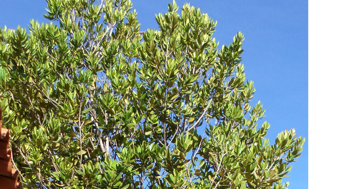 El Fogón Familiar BAY RUM Y PIMIENTA DE JAMAICA