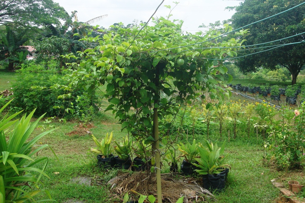My Little Vegetable Garden Markisa Passion Fruit Update 2 my-little-vegetable-garden-markisa-passion-fruit-update-2