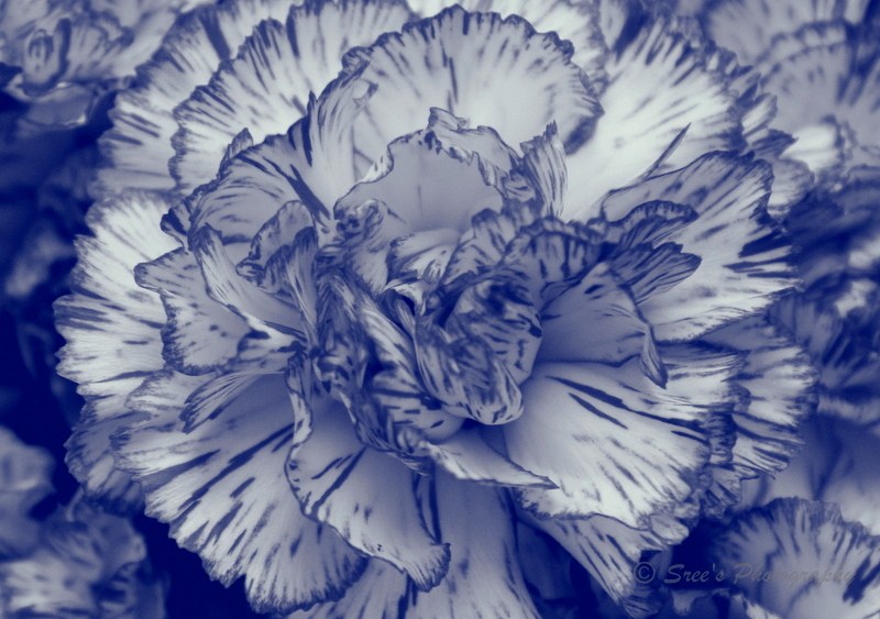 point-of-vyu-day-14-week-2-365-days-of-flowers