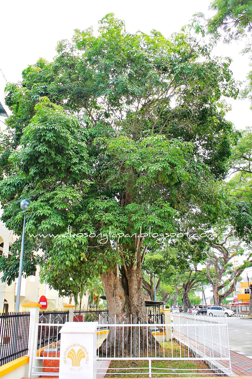 Pokok Getah Tertua Malaysia | D_08
