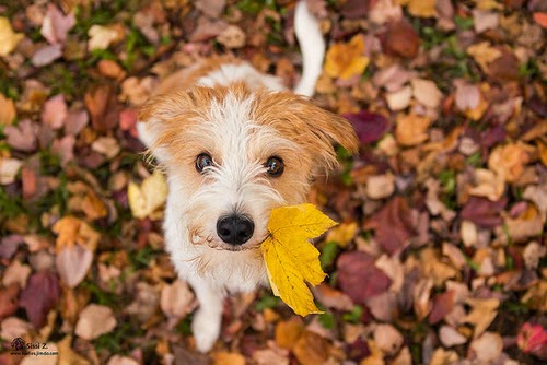 autumn, jesień, halloween in hogwart, sweater weather, rain, leafs, gold, pupmpkin, friends, thanksgiving, turkey, paris,