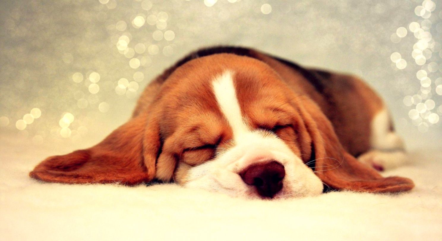 Beagle Puppy Wallpapers Hd Free