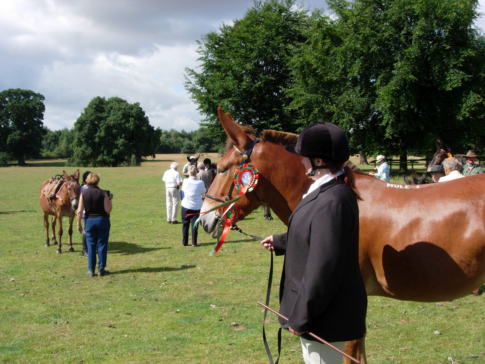 The British Mule Society What Can Mules Do?
