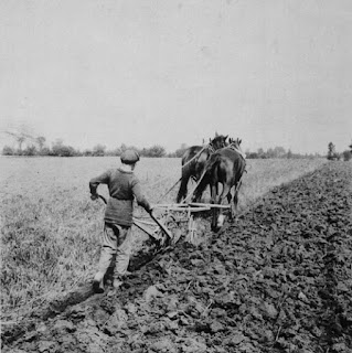 A boy ploughing, Manitoba, c. 1900