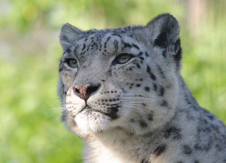 snow leopard screensavers