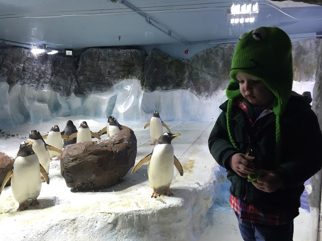 Penguins at Sea Life Centre Birmingham - To Become Mum