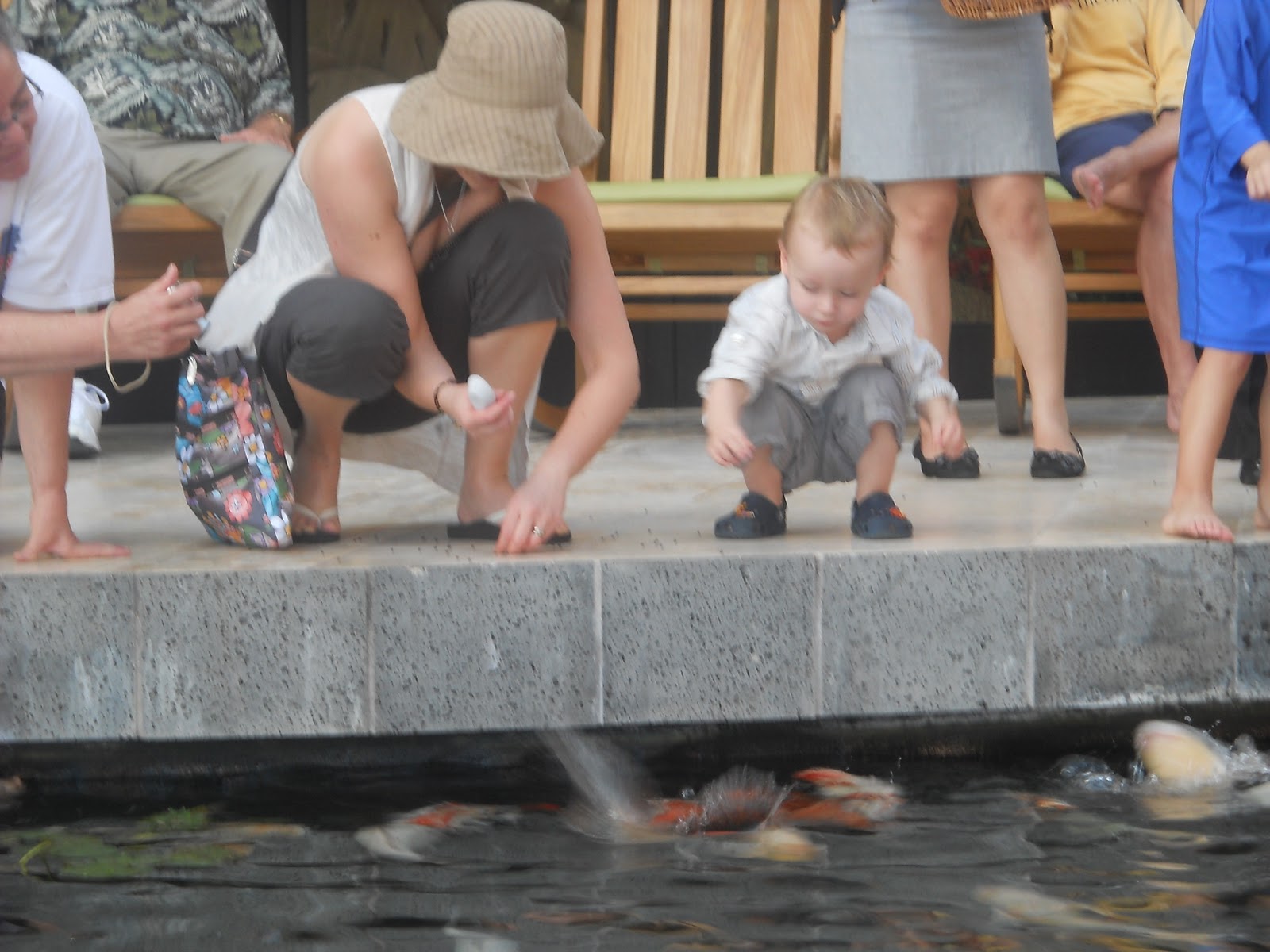 fish-feeding.jpg
