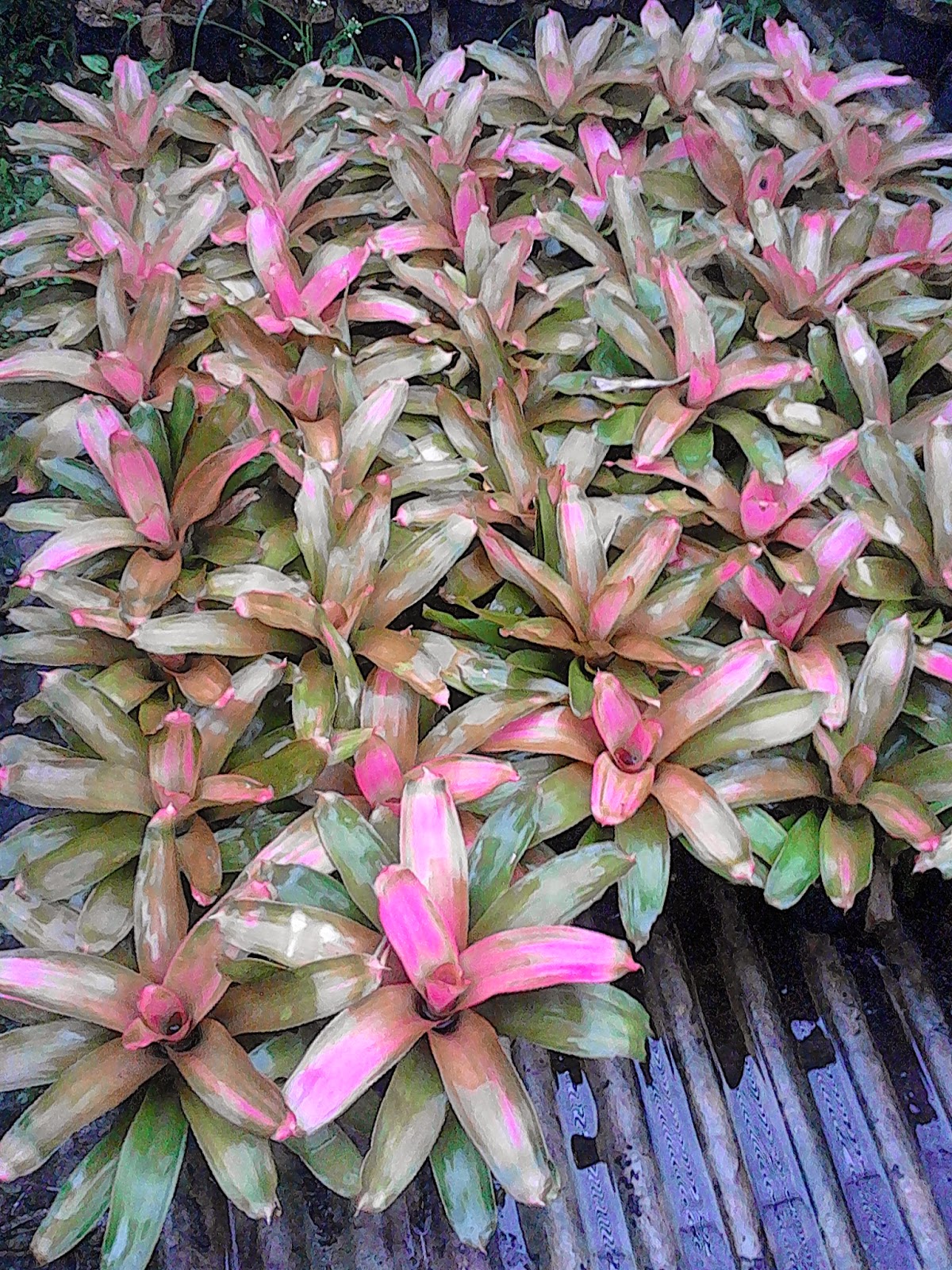 Ide Terbaru 11 Jenis Tanaman Hias Bromelia