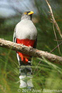Hispaniolan Trogon