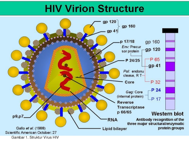 struktur virus HIV