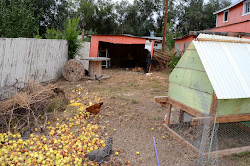 chickens backyard chicken cooped coop shed coup