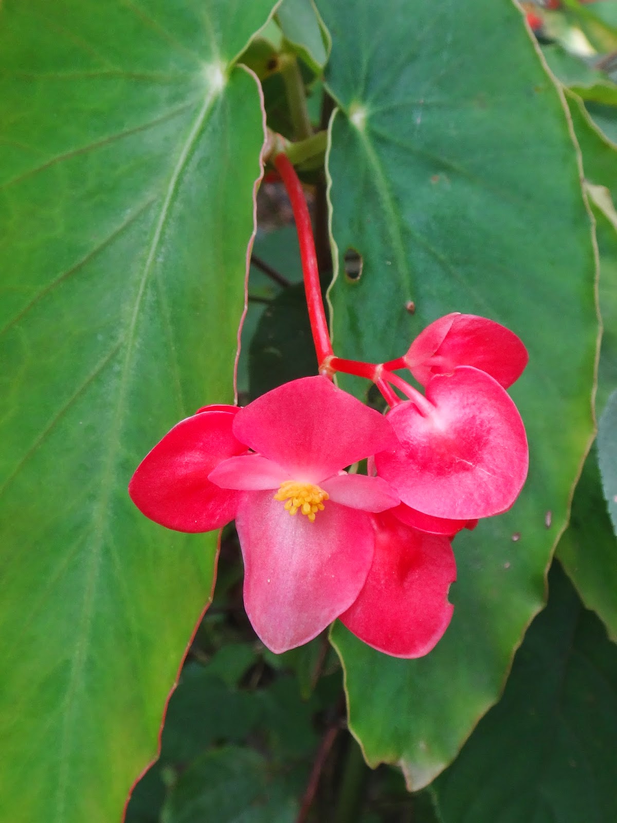Uma flor por dia: Begônia-asa-de-anjo