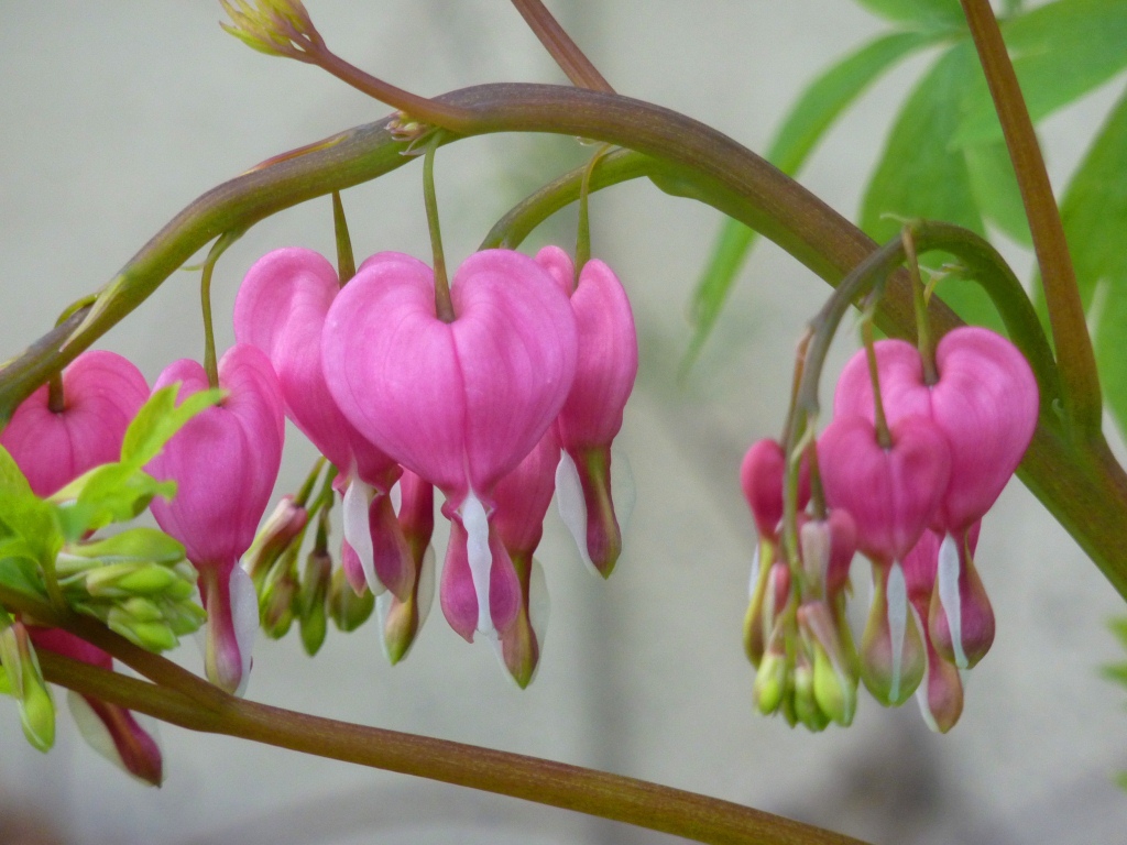 Nature and walks Pink A flower for cancer