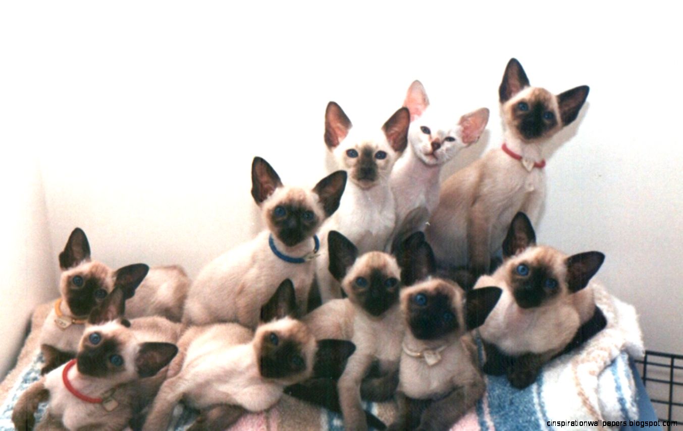 Siamese Cats Babies