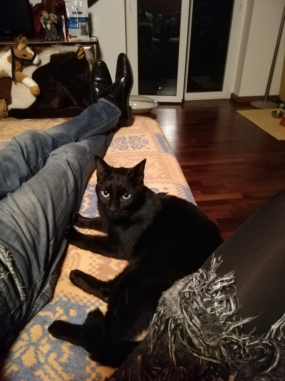Adotta Un Amico Urgentissimomilanopablo Bellissimo