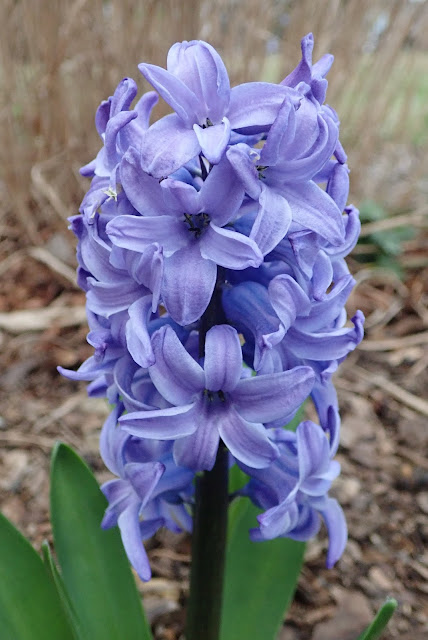 Blue hyacinth in bloom