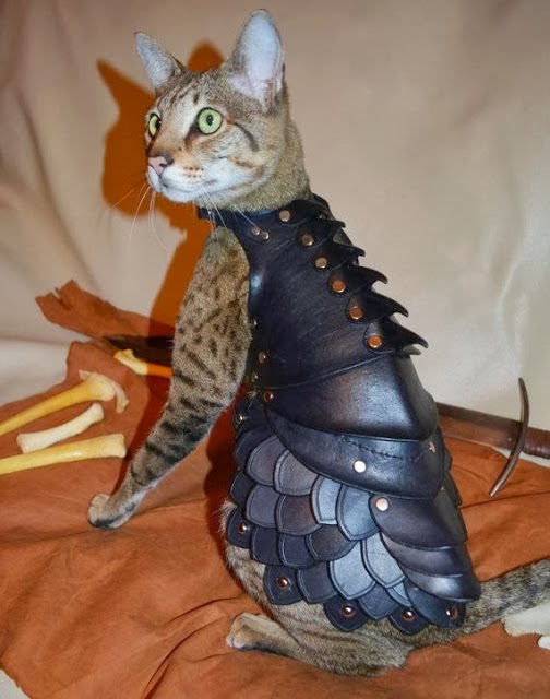 Baju Perisai Khas Untuk Kucing... Cool !!! - naracantik