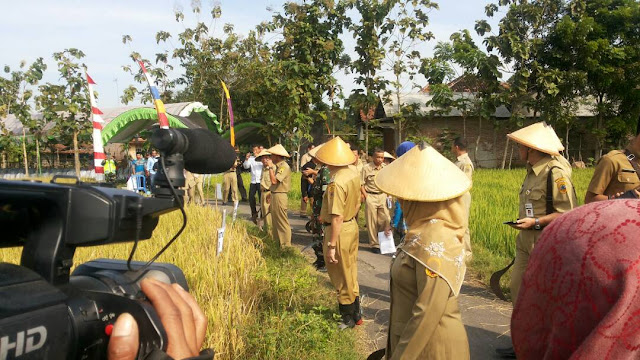 Bupati Pati dan Staf Khusus Wapres Panen Raya Padi di Desa Kuryokalangan Gabus Bupati Pati dan Staf Khusus Wapres Panen Raya Padi di Desa Kuryokalangan Gabus