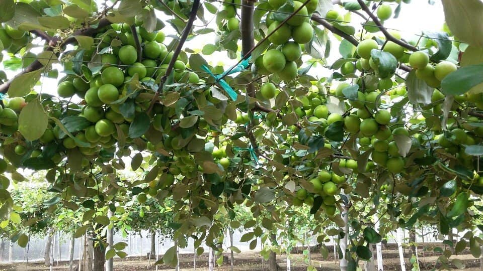 Dịch vụ gửi hàng trái cây từ Ninh Thuận đi Hà Nội
