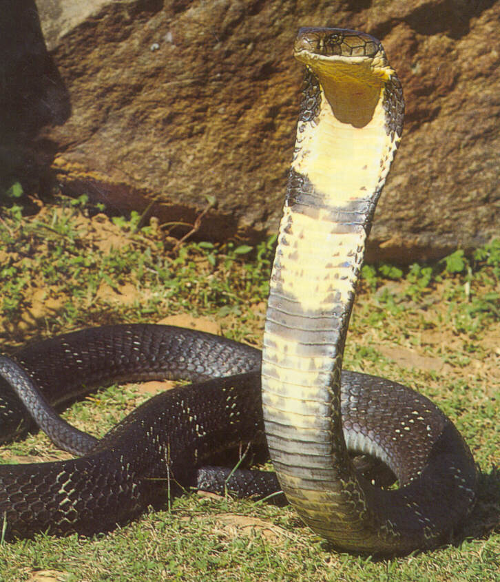 Sumonsenji: King Cobra
