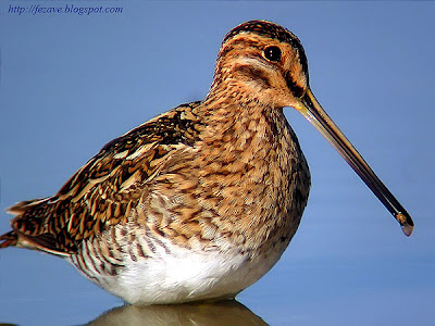 Agachadiza común (Gallinago gallinago)