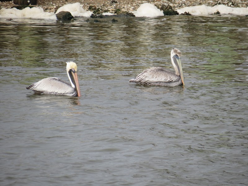 Texas Nature Pleasure Island Part 1