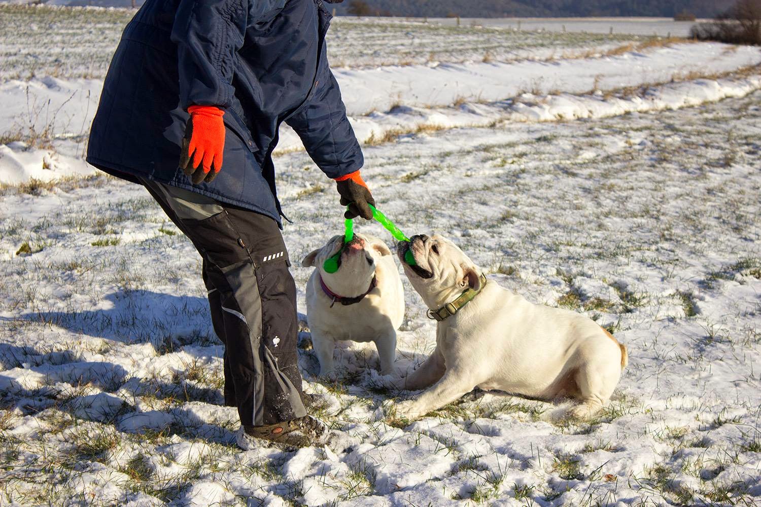 Hundespielzeug Kong SafeStix ELDOGRADO.de