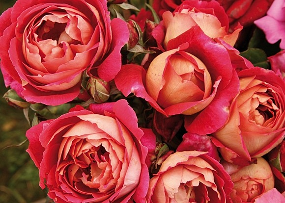 Reine Sammut rose сорт розы фото  
