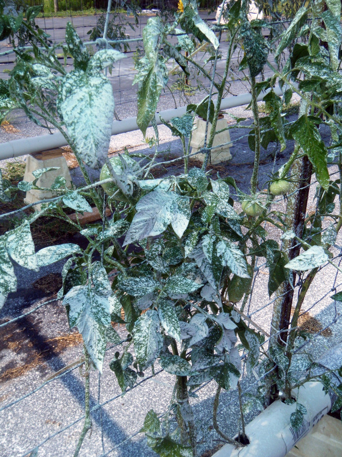 Flour Sack Mama: Why Family Farm Goes Organic