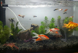 Jenis Ikan Pemakan Lumut Aquarium Air Tawar Aquarium Air Laut