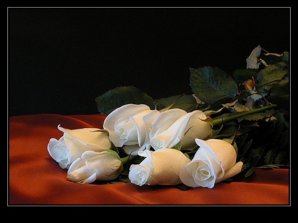 http://3.bp.blogspot.com/-qyAAUQI4At4/TvRUswLN2NI/AAAAAAAABOI/skyUhJ9p7HE/s1600/42.+White+Romantic+Flowers+Wallpapers.JPG