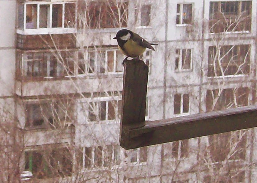 Синица в форточке. Синица в форточке