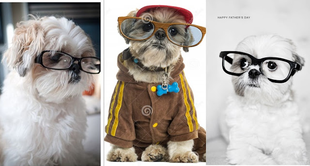 Ciência faz estudo para descobrir se o SHIH TZU precisa usar óculos ou não quando envelhecem