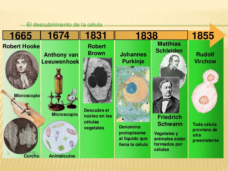 Linea Del Tiempo Teoria Celular En 2020 Teoria Celular Historia De Images Linea Del Tiempo Teoria Celular En 2020 Teoria Celular Historia De Images