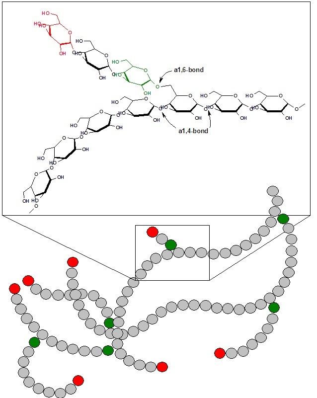 Blog Miss simple GLIKOGENESIS