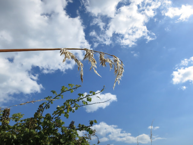 Dry, white grass, a long stalk bent in front of blue sky with clouds. Brambles there too.