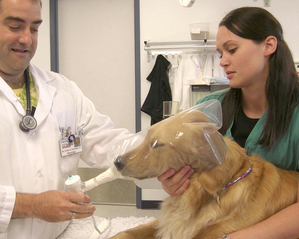 How to Choose a Vet LUV My dogs