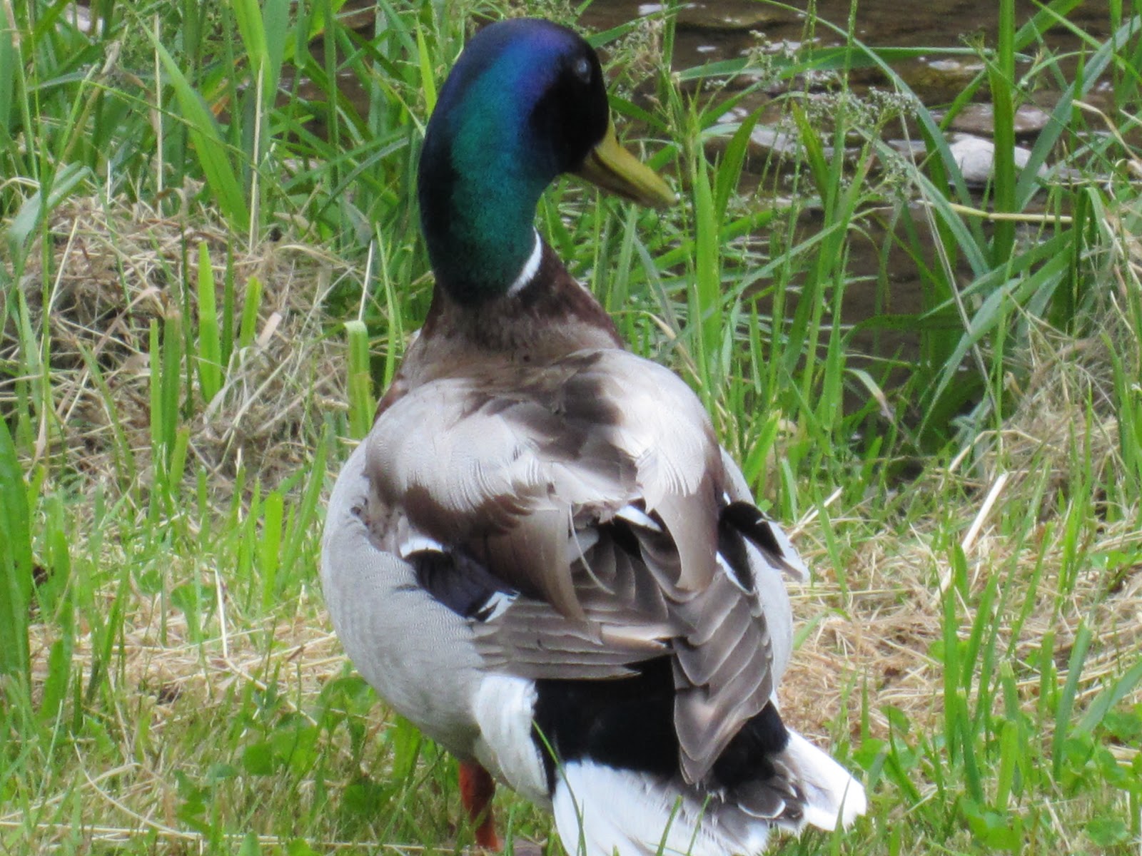 die Sonne scheint Heute what do ducks eat, besides bread?