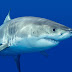 Las razones por las que nunca verás a un tiburón blanco en un acuario.